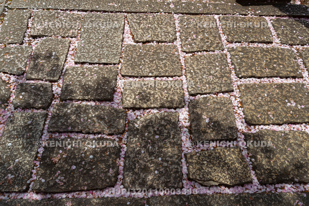 京都府　桜と六孫王神社の参道