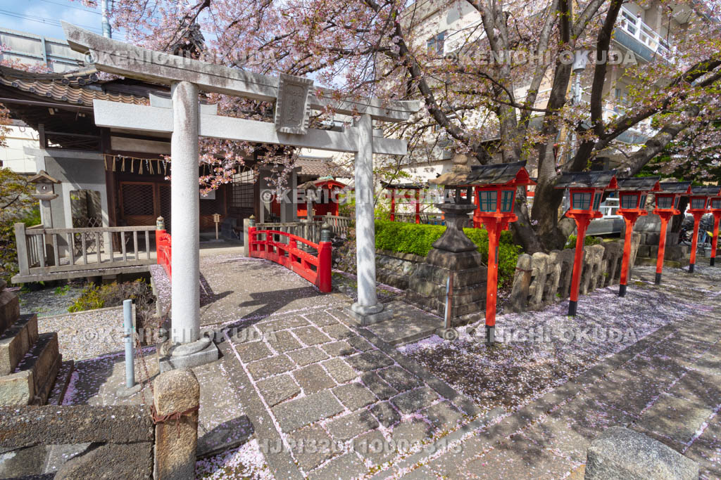 京都府　桜と六孫王神社