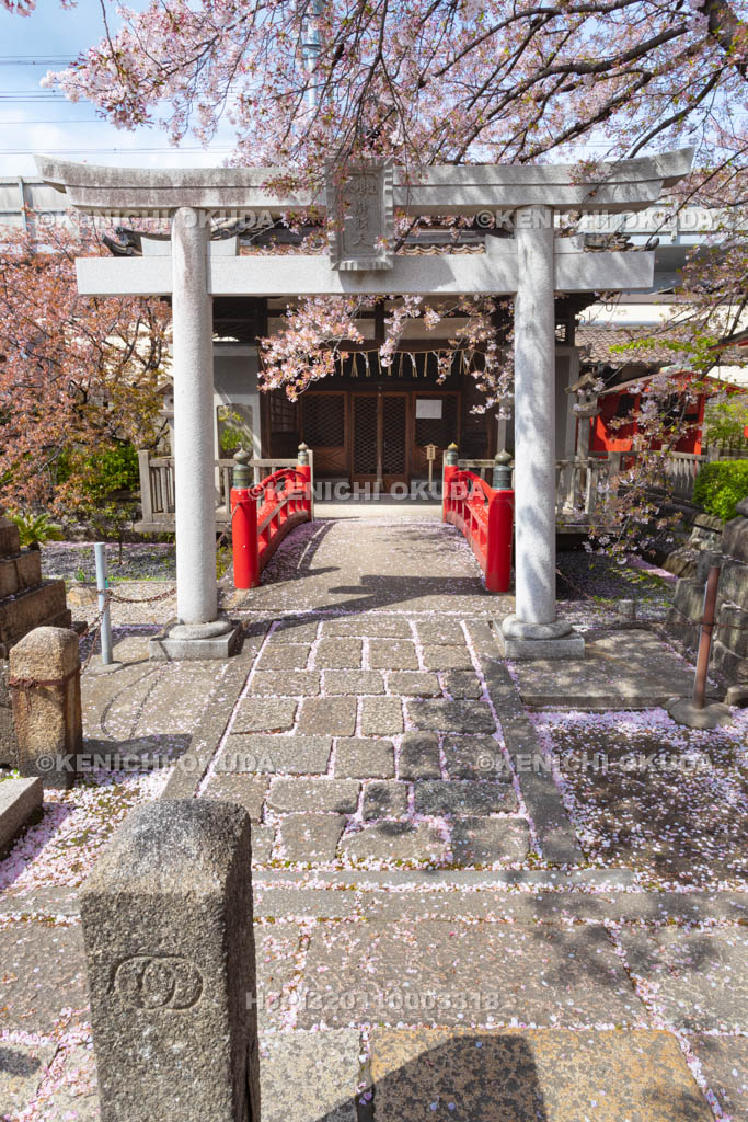 京都府　桜と六孫王神社
