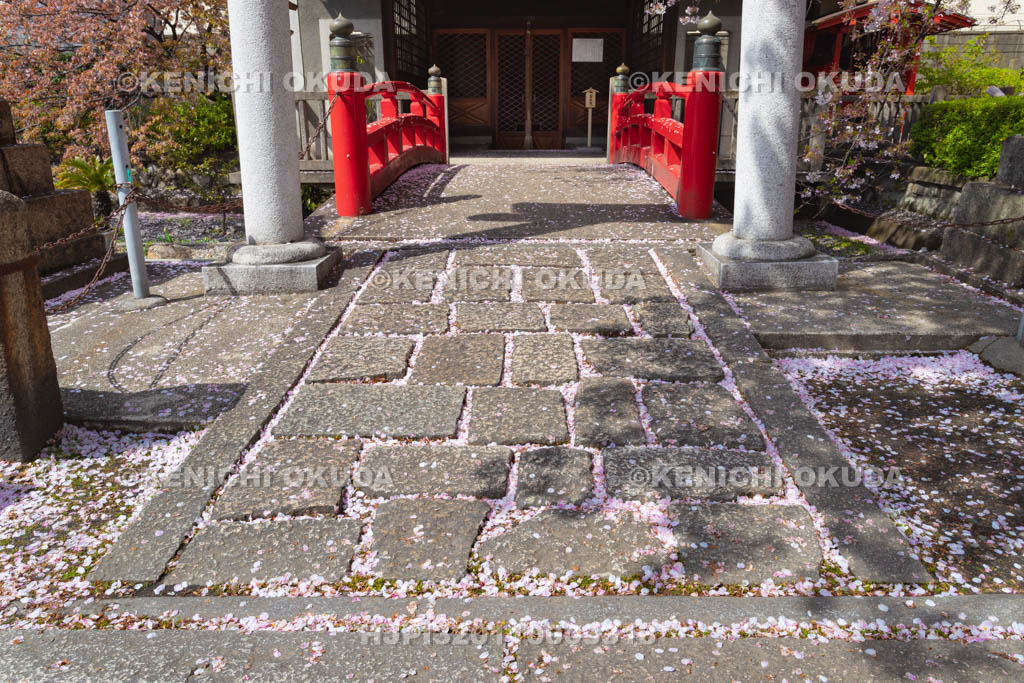 京都府　桜と六孫王神社