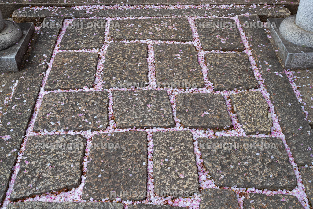 京都府 桜と六孫王神社の参道
