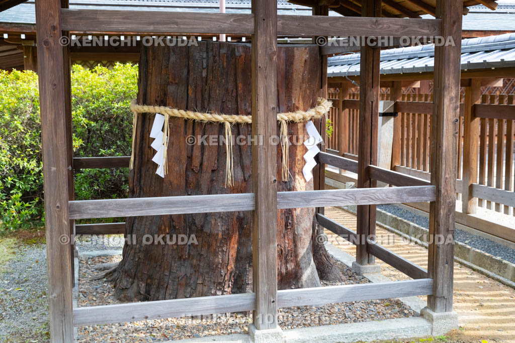 京都府　城南宮　神木　　