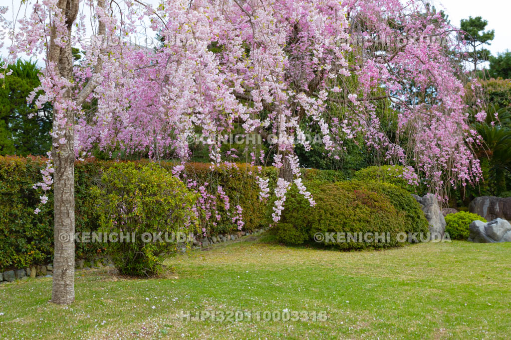 京都府　城南宮　神苑　しだれ桜と桃山の庭
