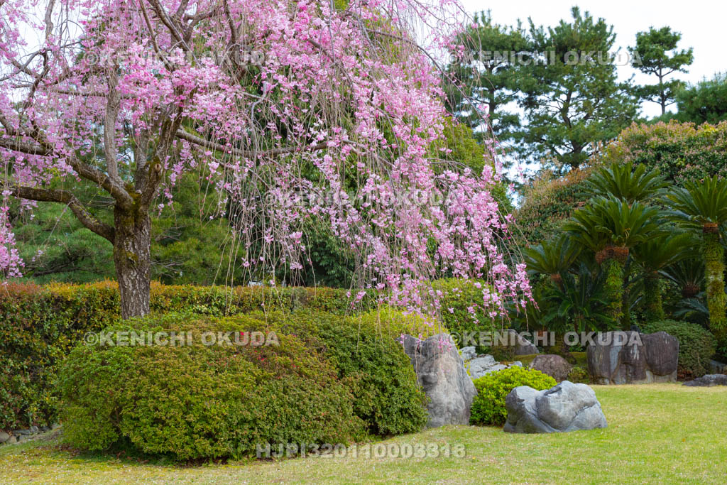 京都府　城南宮　神苑　しだれ桜と桃山の庭