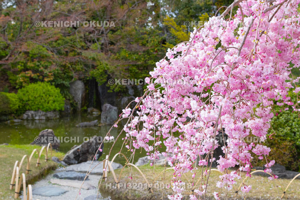 京都府　城南宮　神苑　しだれ桜と室町の庭
