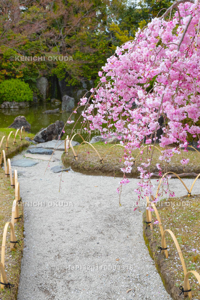京都府　城南宮　神苑　しだれ桜と室町の庭