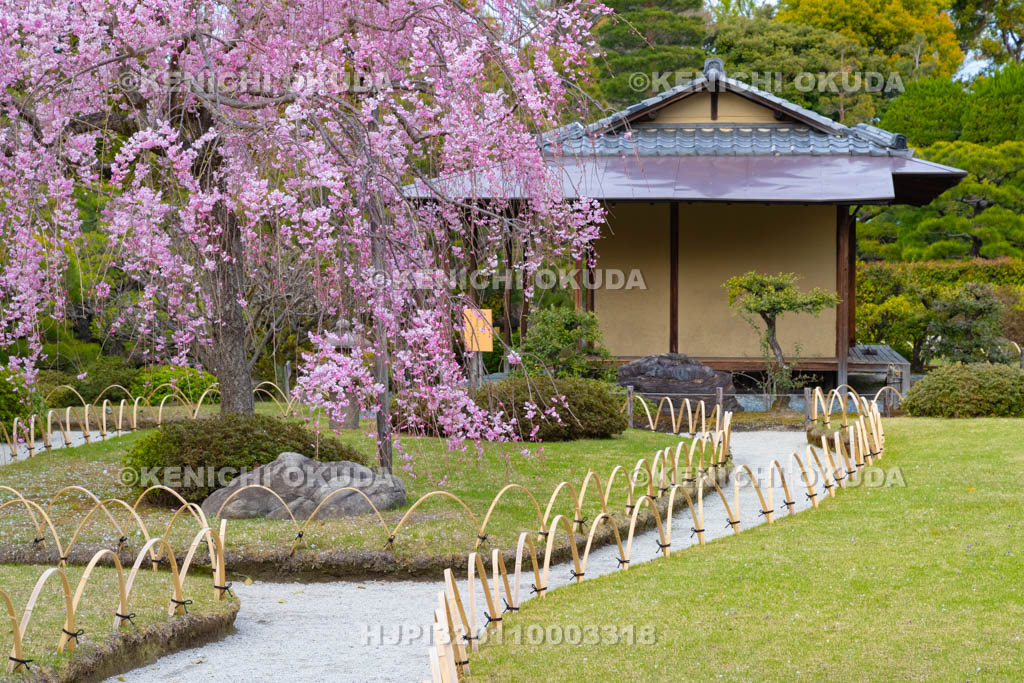 京都府　城南宮　神苑　しだれ桜と楽水軒
