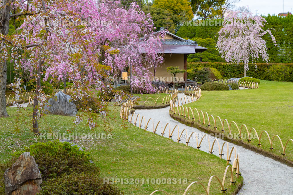 京都府　城南宮　神苑　しだれ桜と楽水軒