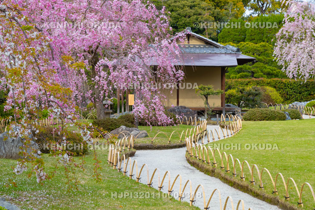 京都府　城南宮　神苑　しだれ桜と楽水軒