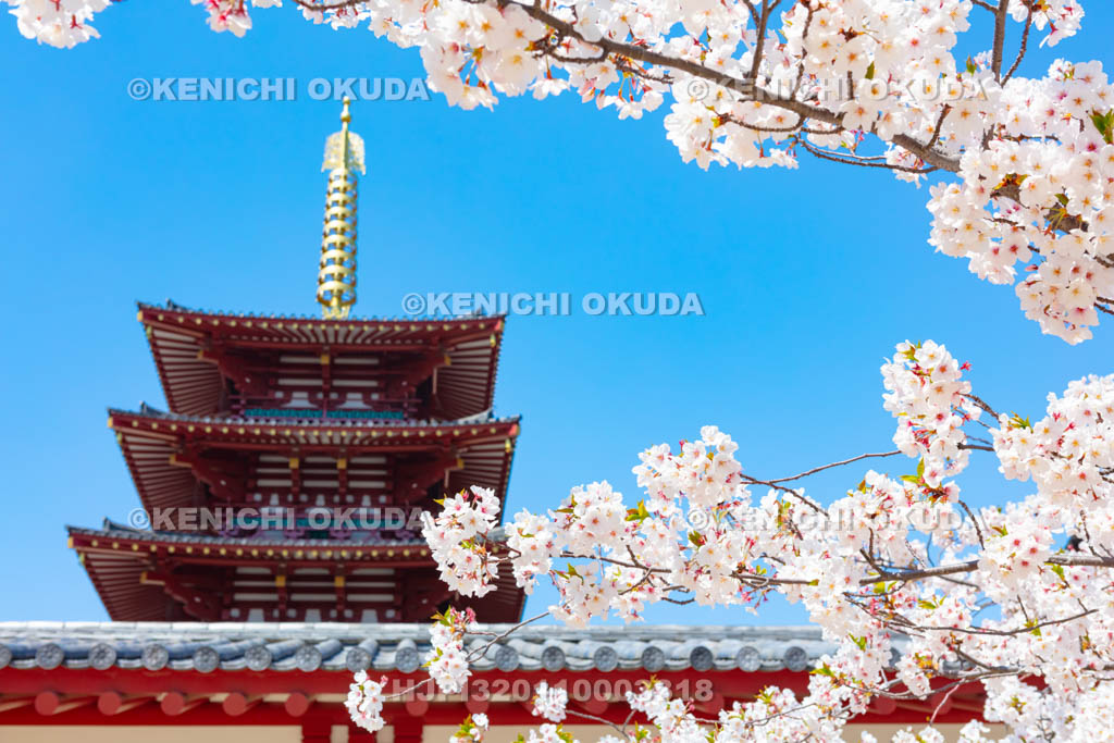 大阪府 四天王寺 桜と五重塔