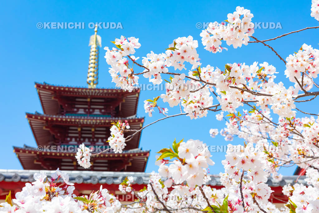 大阪府 四天王寺 桜と五重塔