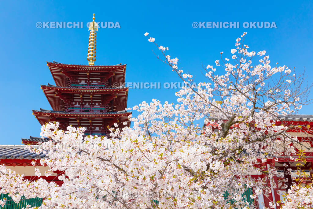 大阪府 四天王寺 桜と五重塔