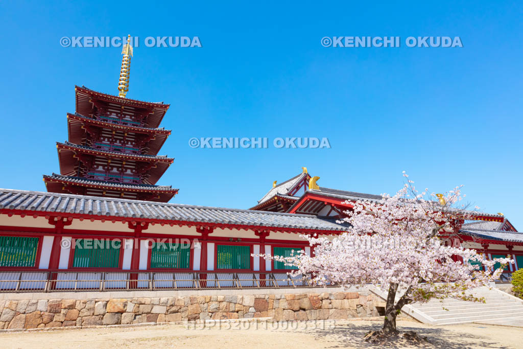 大阪府 四天王寺 桜と伽藍