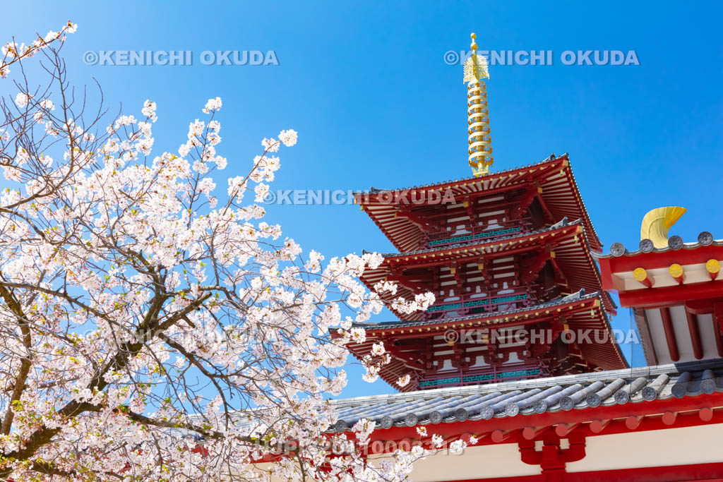 大阪府　四天王寺　桜と五重塔