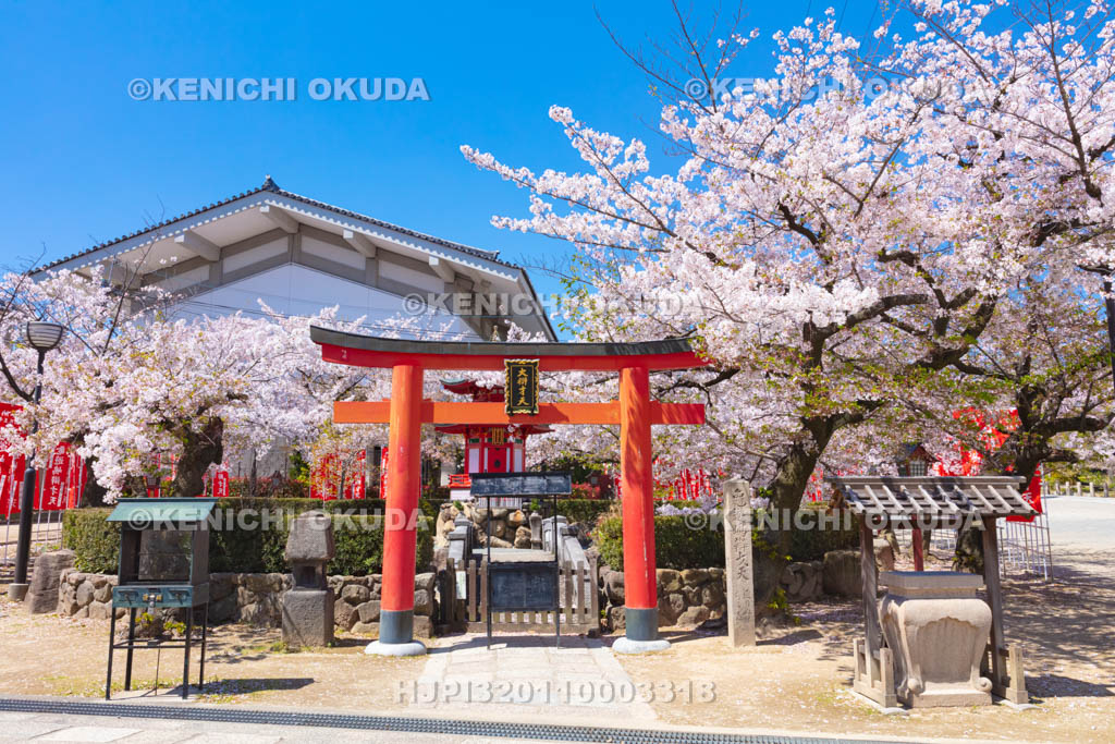 大阪府 四天王寺 桜と亀遊嶋辯天堂