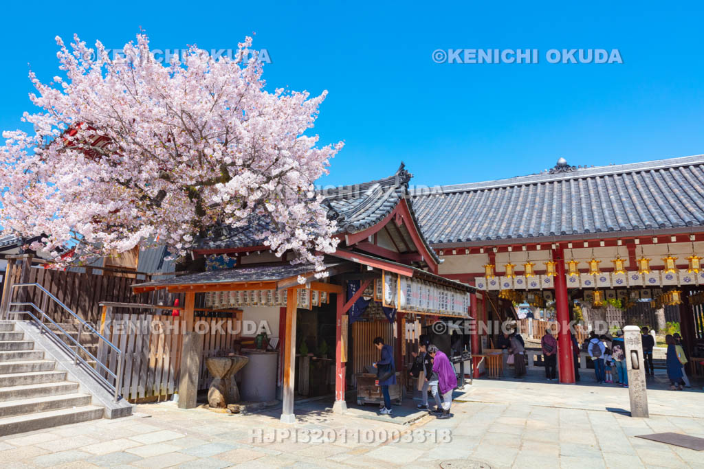 大阪府　四天王寺　桜と亀井堂
