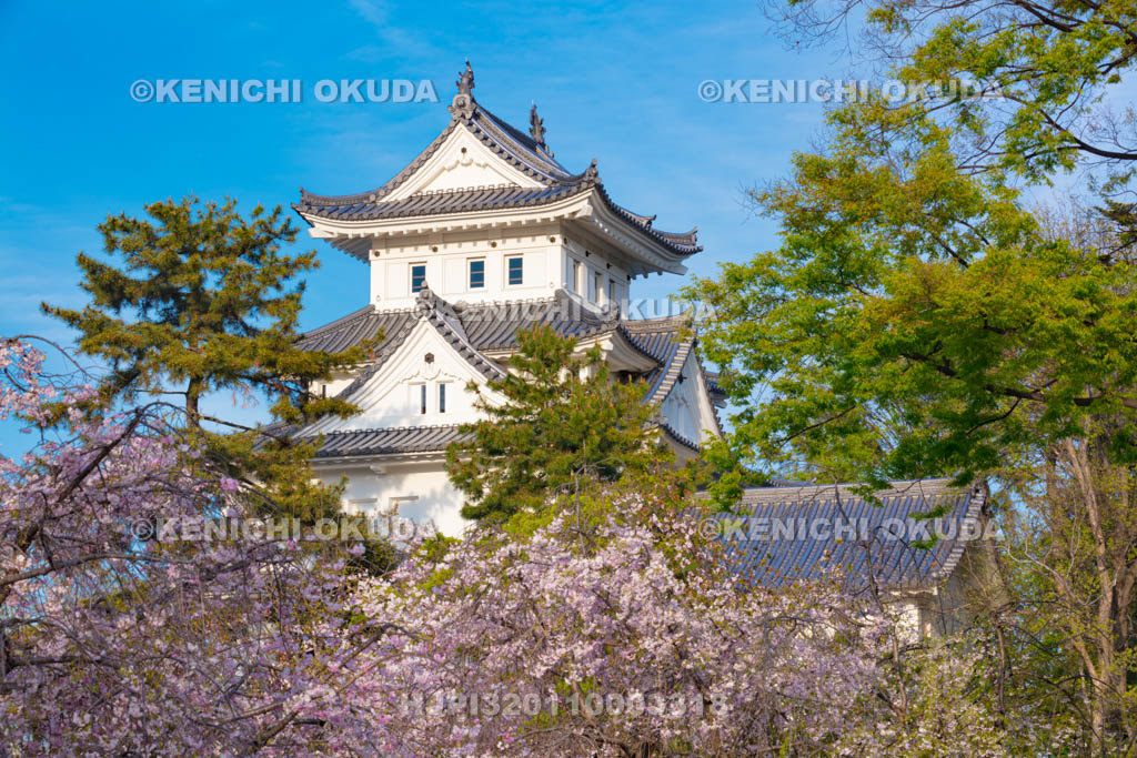 岐阜県　桜と大垣城