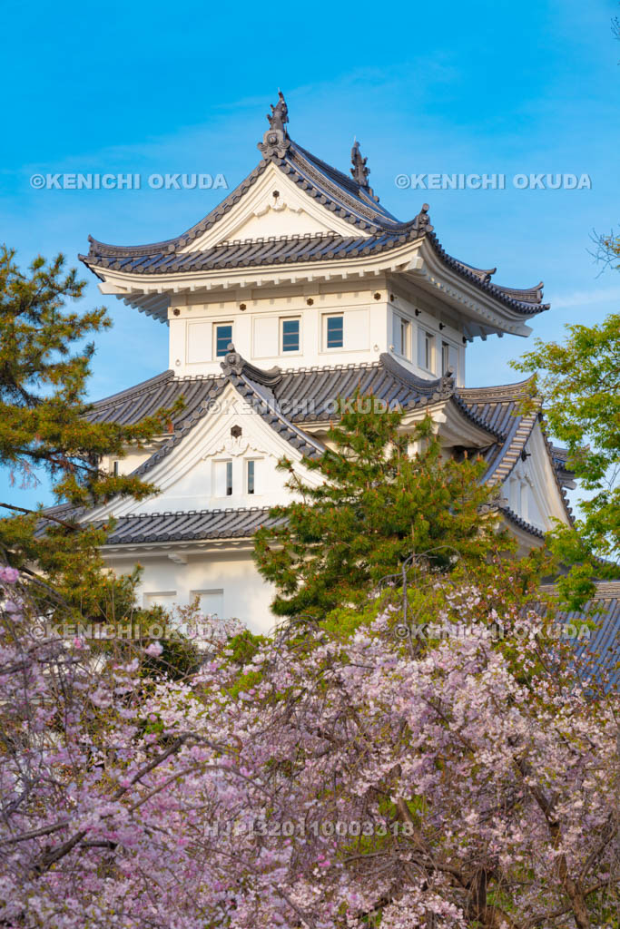 岐阜県　桜と大垣城