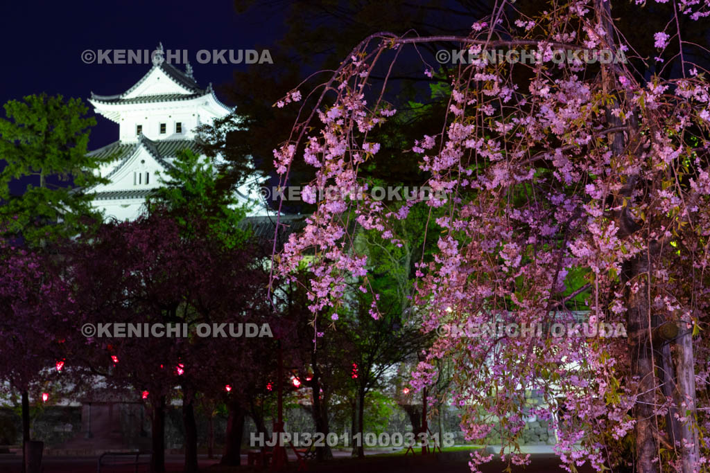 岐阜県　夜桜と大垣城　