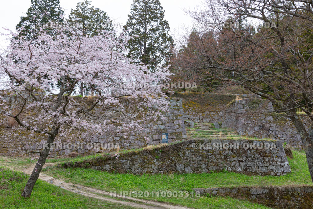 岐阜県　岩村城　桜と石垣