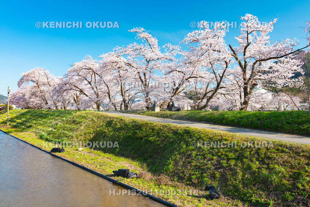 岐阜県　御所桜