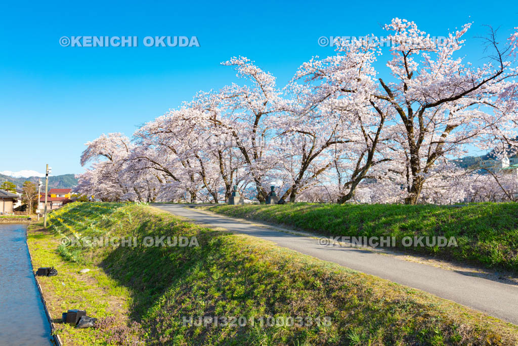 岐阜県　御所桜