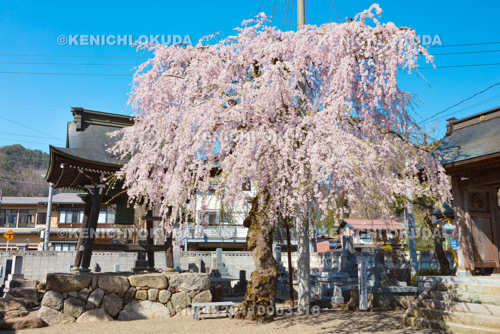 岐阜県　西光寺の枝垂れ桜