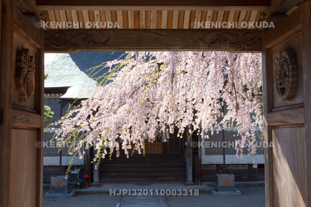 岐阜県　西光寺の枝垂れ桜