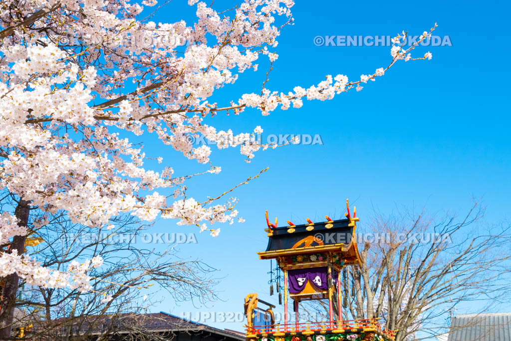 岐阜県　古川祭　桜と龍笛台