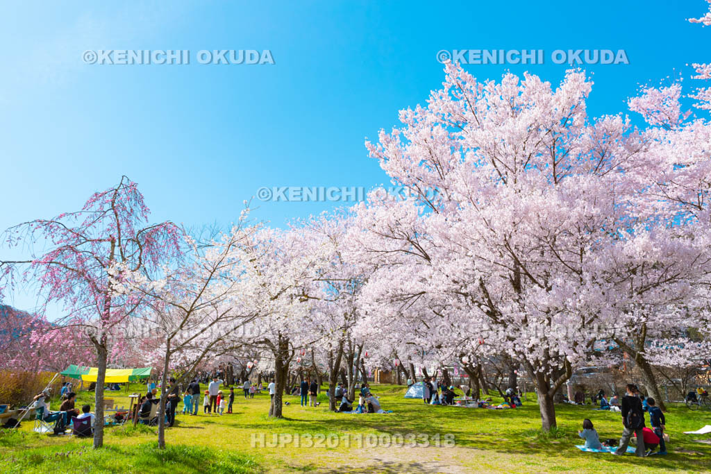 岐阜県 行楽シーズンの桜野公園