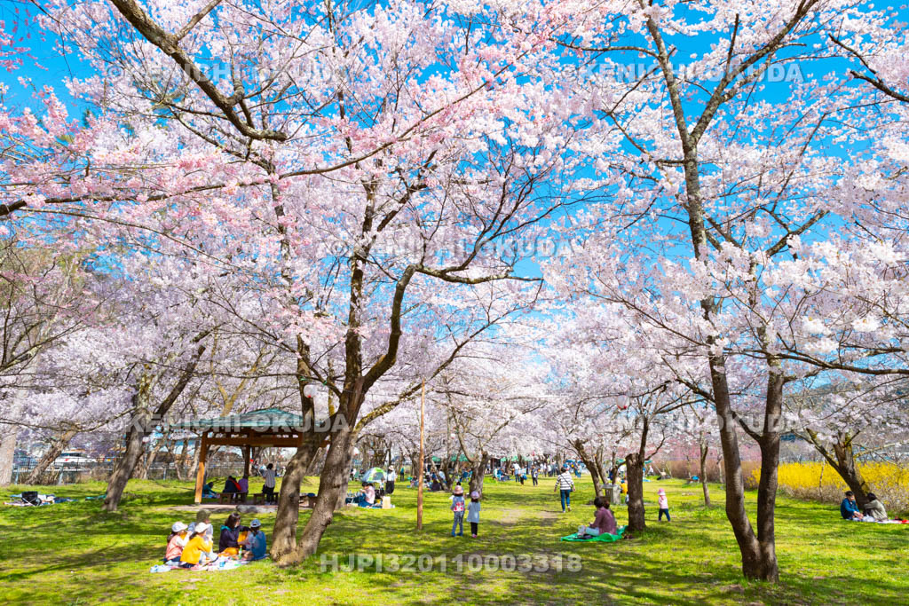 岐阜県　行楽シーズンの桜野公園