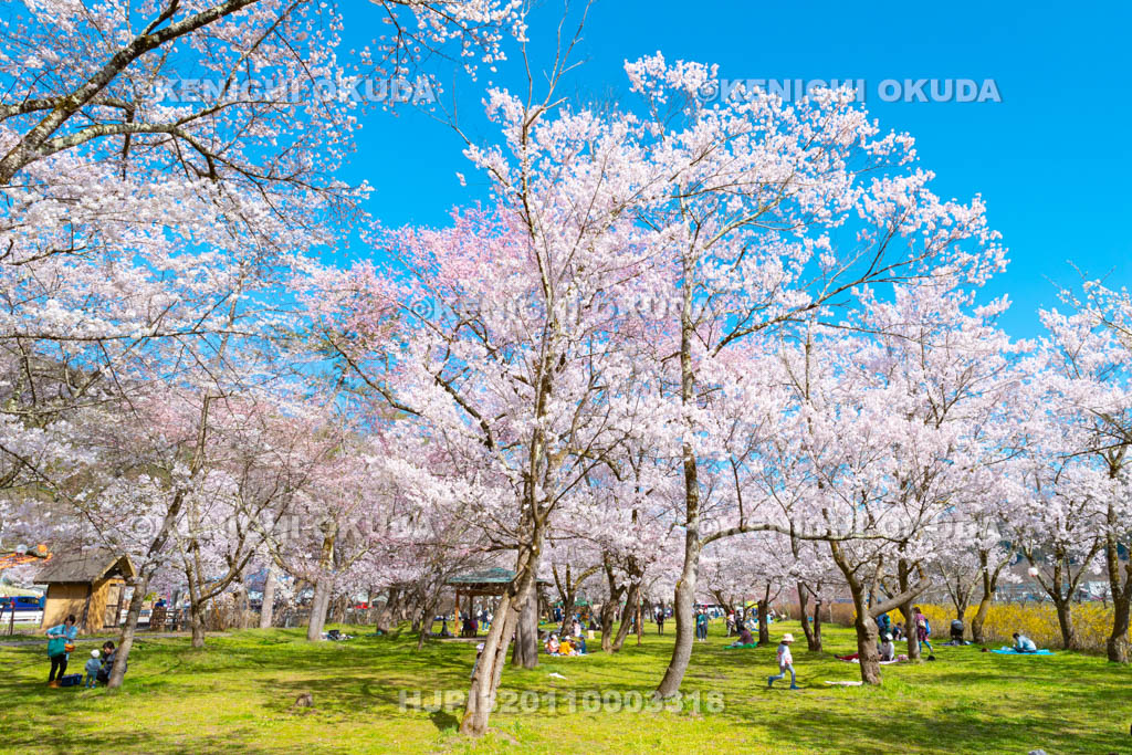 岐阜県 行楽シーズンの桜野公園
