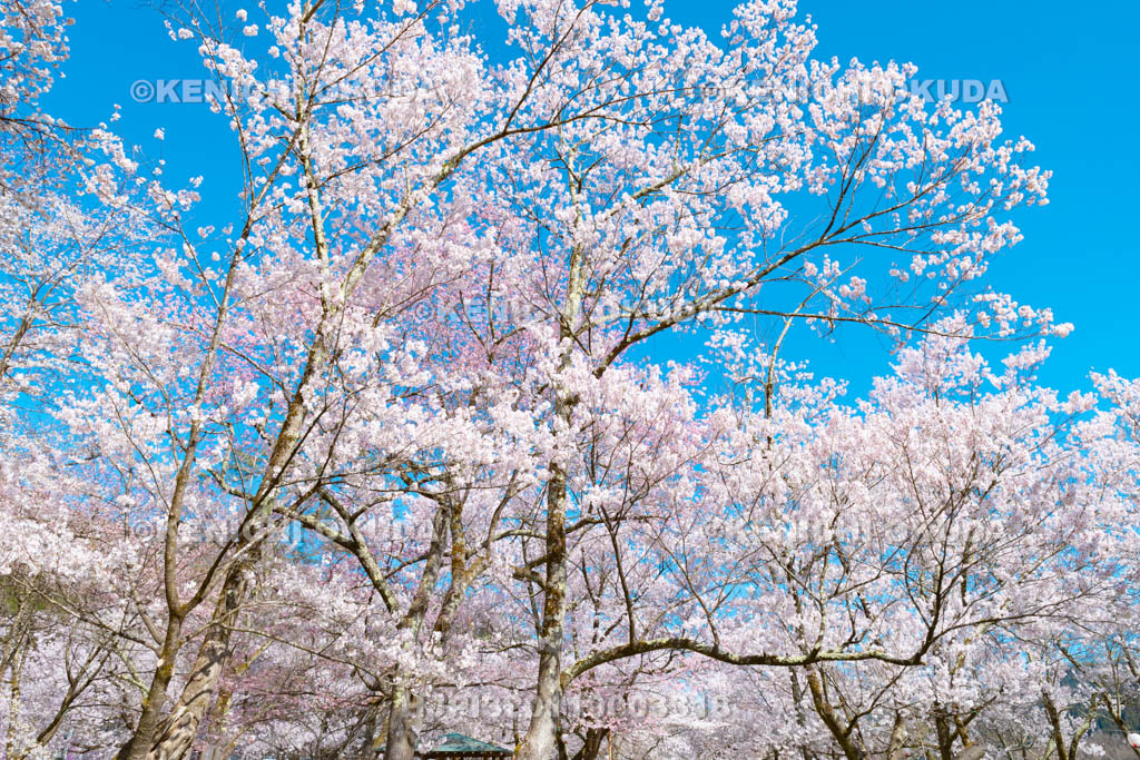岐阜県　行楽シーズンの桜野公園