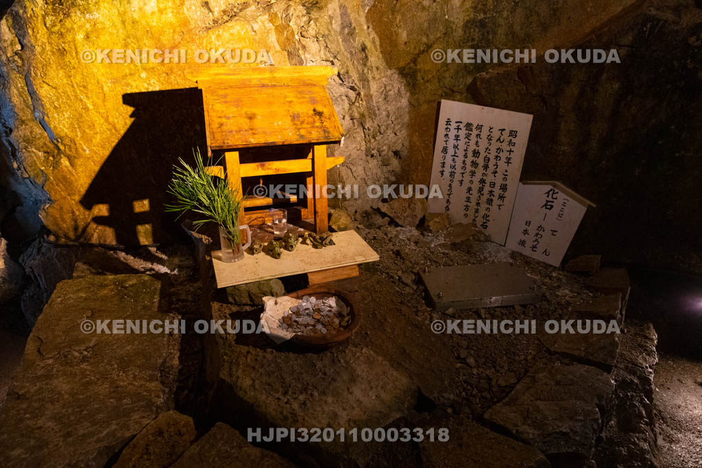 奈良県　面不動鍾乳洞　てん　かわうそ　日本猿の化石