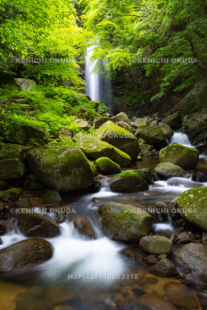 三重県　白藤滝