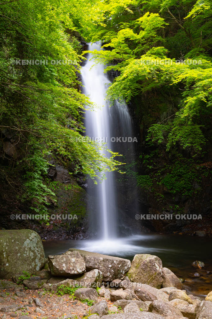 三重県　白藤滝
