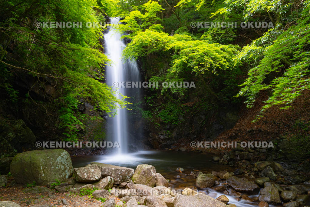 三重県　白藤滝