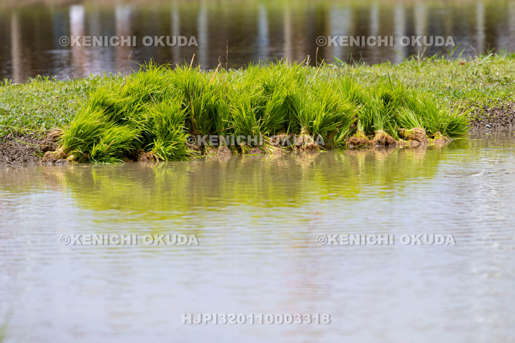三重県　磯部の御神田