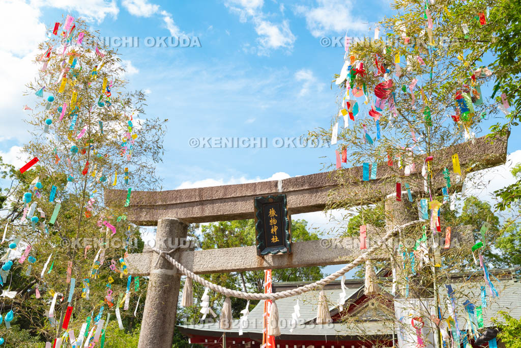 大阪府　機物神社　七夕祭り