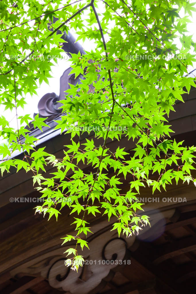 大阪府　枚岡神社　新緑の斎館