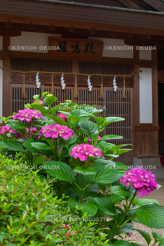 大阪府　枚岡神社　紫陽花と鶏鳴殿