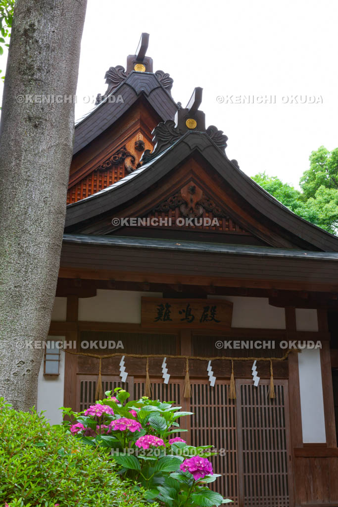 大阪府　枚岡神社　紫陽花と鶏鳴殿