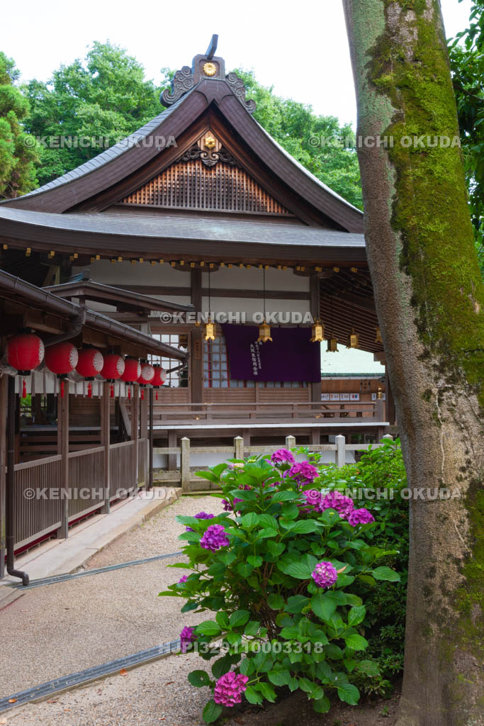 大阪府　枚岡神社　紫陽花と拝殿