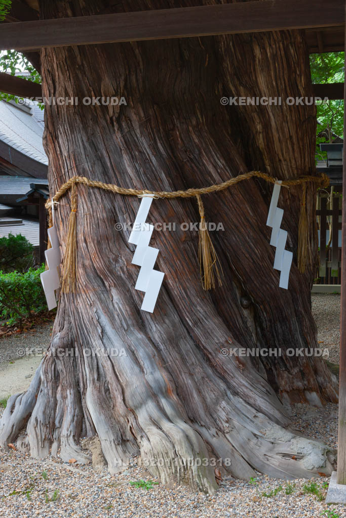 大阪府　枚岡神社　御神木（本殿瑞垣内）