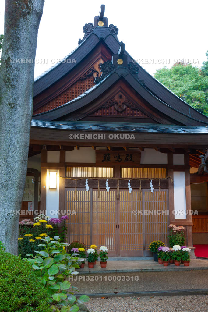 大阪府　枚岡神社　菊花と鶏鳴殿