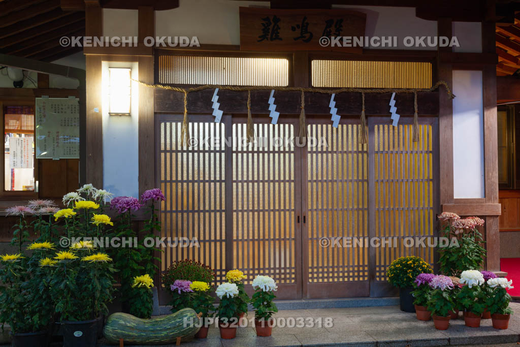 大阪府　枚岡神社　菊花と鶏鳴殿