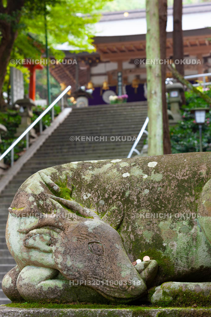 大阪府　枚岡神社　神鹿と拝殿