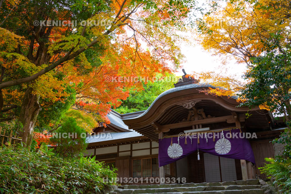 大阪府　枚岡神社　紅葉と斎館