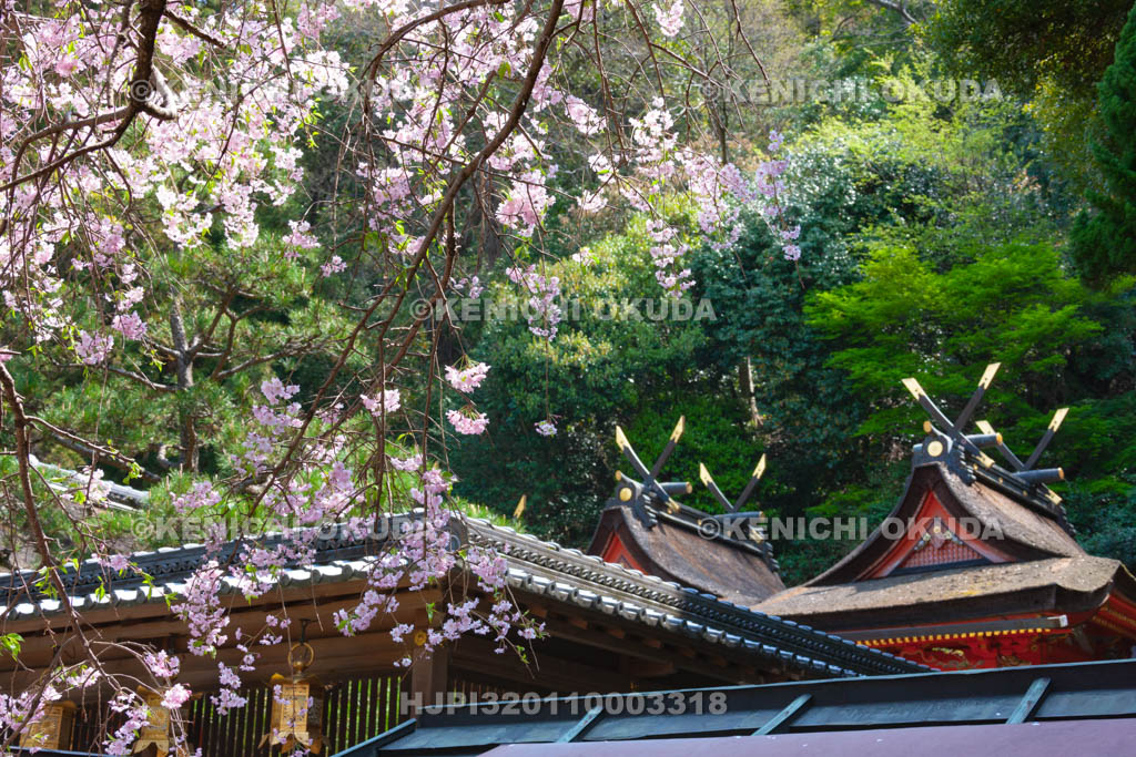 大阪府　枚岡神社　桜と本殿