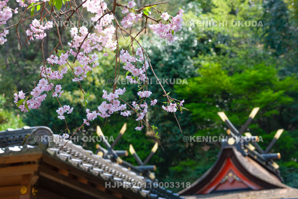 大阪府　枚岡神社　桜と本殿